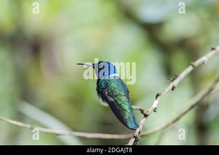 Blau Kolibri (Der) sitzt auf einem Ast, Nebelwald, Ecuador. Stockfoto