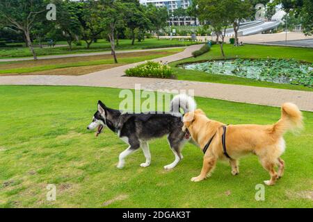 Liebenswert golden Retriever und Husky Hund zu Fuß auf Gras Feld Im Park Stockfoto