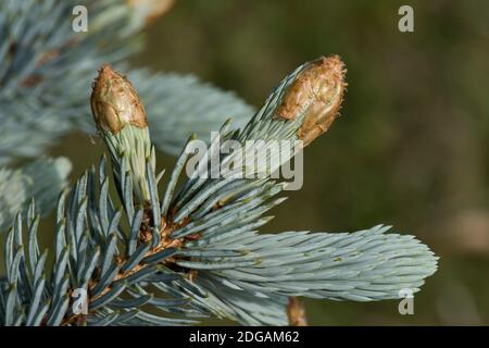 Junge Nadeln aus blauer Fichte oder Colorado Fichte (Picea pungens) auf einem Zierkoniferbaum, Berkshe, Mai Stockfoto