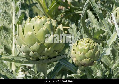 Globe Artischocke (Cardunculus cynara var. scolymus) grüne Blütenknospen vergrößern, um die essbare Portion, Berkshire, Mai Stockfoto