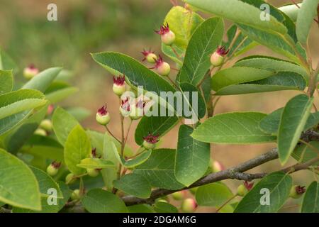 Dienstbeere, Schattenbusch, Jungbeere, verschneite mespilus (Amelanchier lamarkii) junge grüne Beeren mit rotem Kelch, Berkshire, Juni. Stockfoto