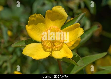 Ludlow-Baum Pfingstrose (Paeonia ludlowii) gelbe Blume von großen blühenden Gartenstrauch, Berkshire, Juni Stockfoto