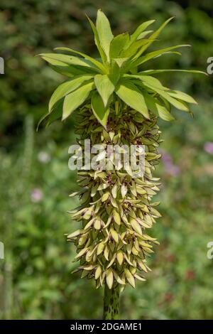 Ananaslilie (Eucomis bicolor) Raceme von grünen Blüten mit violetten Rändern zu den Blütenblättern Und gekrönt von lila kantigen Blatt-wie Bracts Stockfoto