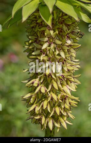 Ananaslilie (Eucomis bicolor) Raceme von grünen Blüten mit violetten Rändern zu den Blütenblättern Und gekrönt von lila kantigen Blatt-wie Bracts Stockfoto