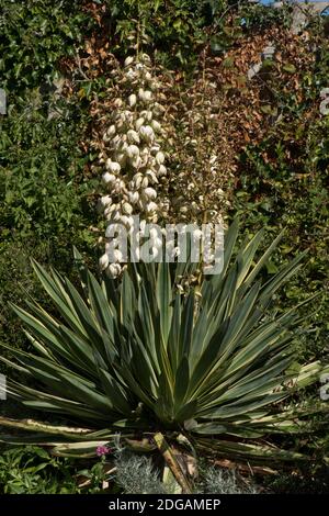 Blütenspitzen von buntem spanischem Dolch (Yucca gloriosa 'Variegata') - weiße Blüten, Berkshire, September Stockfoto