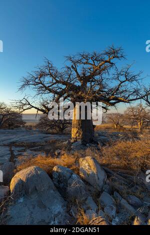 Baobab Baum und Felsen auf Kubu Island Stockfoto