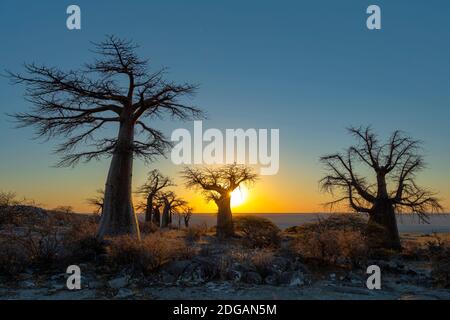 Sonnenaufgang bei Baobab-Bäumen auf Kubu Island Stockfoto