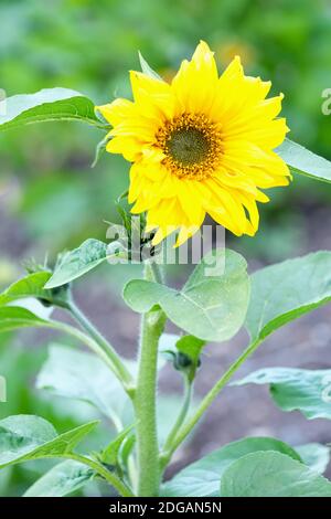 Sonnenblume 'Irish Eyes' Helianthus annuus. Jährliche Sonnenblume, Gewöhnliche Sonnenblume 'Irish Eyes'. Einzelne gelbe Blume Stockfoto