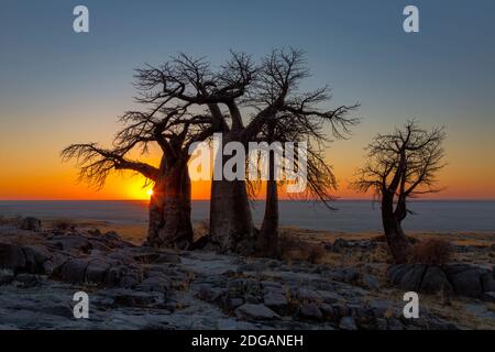 Sonnenaufgang über Sua Pan hinter den Baobabs auf Kubu Island Stockfoto