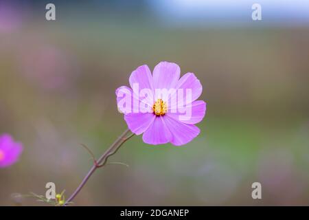 Einzelne lila Kosmos Blume vor grünem Hintergrund Stockfoto