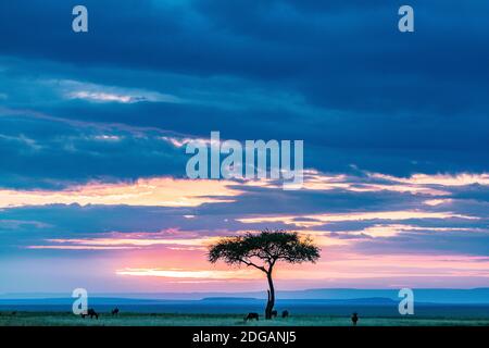 Wildtiere im Maasai Mara National Reserve Park im Narok County, Kenia Stockfoto