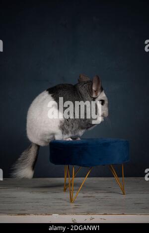 Cute zwei farbige Chinchilla von der Seite auf einem gesehen Kleiner Samthocker auf klassisch blauem Hintergrund Stockfoto