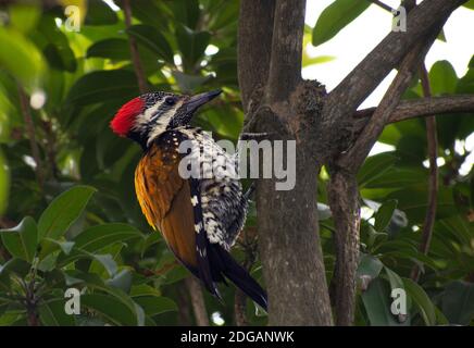 Der Pileated Specht ist ein großer, meist schwarzer Specht aus Nordamerika. Ein Insektenfresser, bewohnt es Laubwälder. Stockfoto