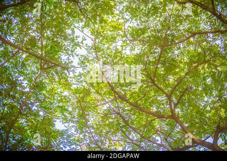 Die Sonne strahlt durch die grünen Blätter des Saman-Baumes. Albizia saman oder Samanea saman auch bekannt als Regenbaum und Monkeypod, eine Art der Blüte Stockfoto