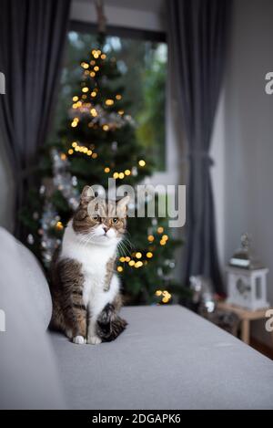 Porträt einer niedlichen Tabby weißen britischen Kurzhaarkatze auf der Couch vor dem weihnachtsbaum mit Bokeh-Lichtern im Hintergrund Stockfoto