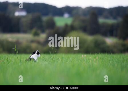 Schwarze und weiße Katze, stehend auf einem Feld aus Gras Dorf im Hintergrund Stockfoto