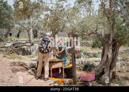 Ein Wanderer, der frischen Orangensaft kauft, geht auf der GR221-Route von Deia nach Port de Soller, Mallorca, Spanien Stockfoto