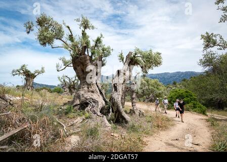 Wanderer auf der GR221 Wanderung von Deia nach Port de Soller vorbei an einem riesigen Olivenbaum, Mallorca, Spanien Stockfoto