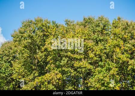 Teak Baumkronen Wald mit blauen Himmel Hintergrund für Text. Teakholz (Tectona grandis) ist ein tropischer Laubbaum, der in gemischten Laubwäldern vorkommt. Es ha Stockfoto