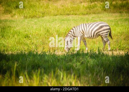 Zebra, das Gras im grünen Feld isst, an sonnigen Tagen. Niedliches Zebra im grünen Feld. Stockfoto