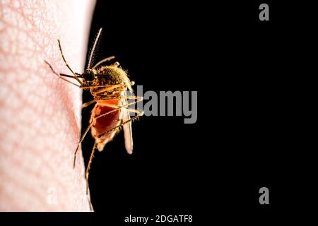 Gefährliche Malaria infizierten Mücke isoliert auf Schwarz. Leishmaniasis, Enzephalitis, Gelbfieber, Dengue-Fieber, Malaria, Krankheit, Mayaro oder Zika Virus infizieren. Stockfoto