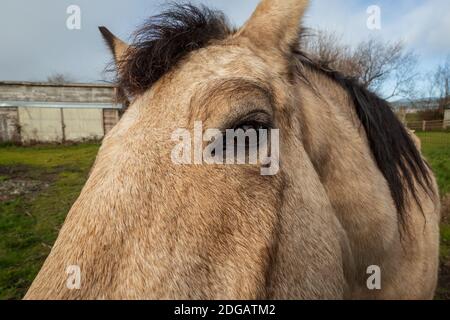 Ein freundliches Pferd auf seiner Scheune, Farbbild Stockfoto