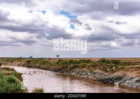 Wildtiere im Maasai Mara National Reserve Park im Narok County, Kenia Stockfoto