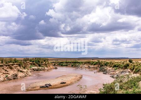 Wildtiere im Maasai Mara National Reserve Park im Narok County, Kenia Stockfoto