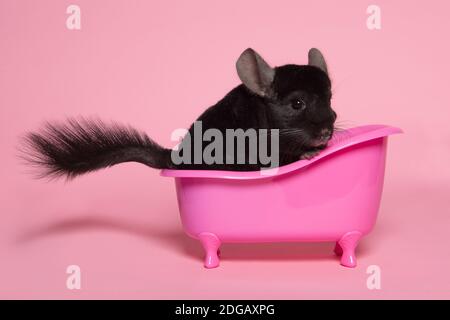 Niedliche schwarze Chinchilla sitzt in einer rosa Badewanne auf einem Rosa Hintergrund Stockfoto