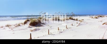 Hohes Gras am Strand, Perdido Key Gegend, Gulf Islands National Seashore, Pensacola, Florida, USA Stockfoto