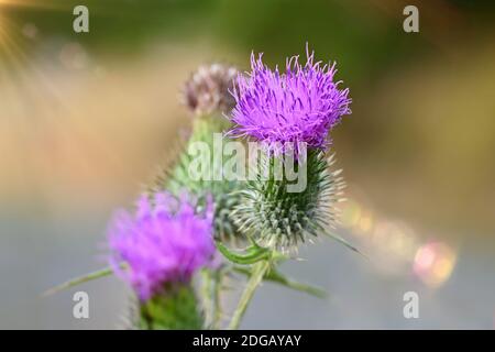 Schöne Distel blühende Pflanze in Nahaufnahme mit weichem Bokeh Hintergrund. Stockfoto