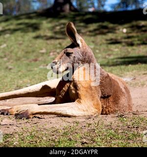 Natuarl Park in der Nähe des Kangaroo in der Nähe von Busch Stockfoto