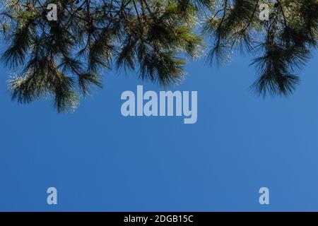 Blick auf eine wunderschöne tropische Kiefer mit blauem sonnigen Himmel Hintergrund. Grüne Blätter von Kiefernwald auf blauem Himmel mit Kopieplatz für tex Stockfoto