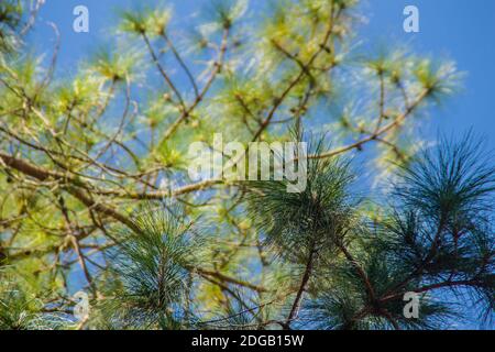 Blick auf eine wunderschöne tropische Kiefer mit blauem sonnigen Himmel Hintergrund. Grüne Blätter von Kiefernwald auf blauem Himmel mit Kopieplatz für tex Stockfoto