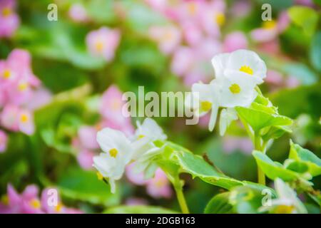 Schöne weiße Semperflorens begonias Blume Hintergrund. Semperflorens begonias, gemeinhin als Wachs begonias, sind eine der beliebtesten Bettwäsche pl Stockfoto