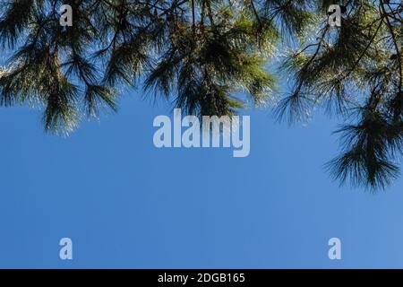 Blick auf eine wunderschöne tropische Kiefer mit blauem sonnigen Himmel Hintergrund. Grüne Blätter von Kiefernwald auf blauem Himmel mit Kopieplatz für tex Stockfoto