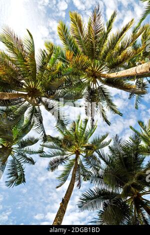 Palmenblatt und Ast Blick von unten Stockfoto