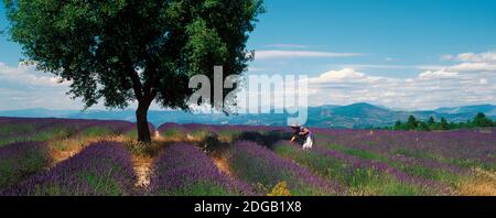 Frau pflückt Lavendelblüten auf einem Feld, Provence-Alpes-Cote d'Azur, Frankreich Stockfoto