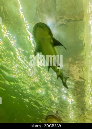 Mekong-Riesenwels (Pangasianodon hypophthalmus), eine große, vom Aussterben bedrohte Welsart, die im Mekong-Becken in Südostasien beheimatet ist Stockfoto