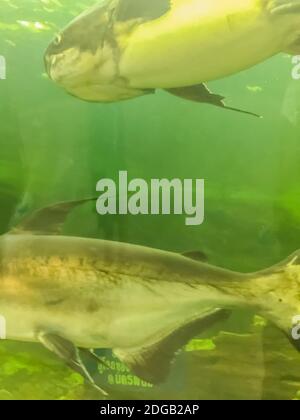 Mekong-Riesenwels (Pangasianodon hypophthalmus), eine große, vom Aussterben bedrohte Welsart, die im Mekong-Becken in Südostasien beheimatet ist Stockfoto