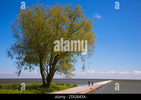 Touristen auf einem Steg, Kurische Lagune, Nida, Kurische Nehrung, Litauen Stockfoto