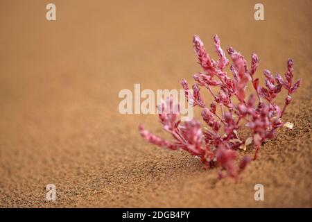 Kleiner rosa Strauch auf dem Sand-Badain Jaran Wüste Megadune-Innere Mongolei-China-1156 Stockfoto