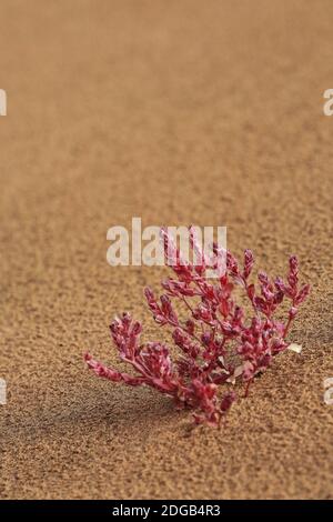 Kleiner rosa Strauch auf dem Sand-Badain Jaran Wüste Megadune-Innere Mongolei-China-1157 Stockfoto