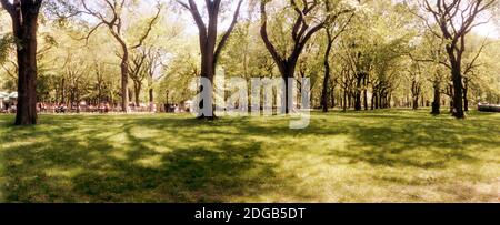 Bäume und Gras in einem Central Park im Frühling, New York City, New York State, USA Stockfoto