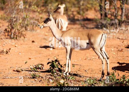 Wildes Impala im Winterbusch Stockfoto