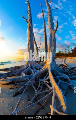 Tote Bäume am Strand bei Sonnenuntergang, Lovers Key State Park, Lee County, Florida, USA Stockfoto