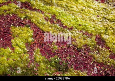 Bunte rote azolla Stockfoto