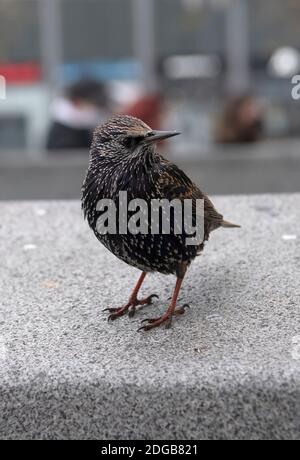 Berlin, Deutschland. Dezember 2020. Ein Stern steht auf einer Betonbrüstung am Alexanderplatz und beobachtet die Passanten. Quelle: Paul Zinken/dpa-Zentralbild/ZB/dpa/Alamy Live News Stockfoto