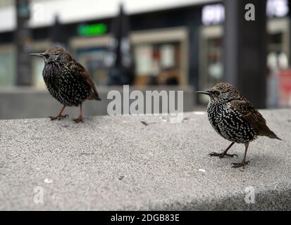 Berlin, Deutschland. Dezember 2020. Zwei Stare stehen auf einer Betonbrüstungsanlage am Alexanderplatz und beobachten ihre Umgebung. Quelle: Paul Zinken/dpa-Zentralbild/ZB/dpa/Alamy Live News Stockfoto