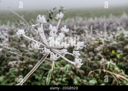 Dickeisfrost auf einer Kuh Petersilie Saatkopf, Anthriscus sylvestris, in einem Norfolk Heckenhaus. Stockfoto